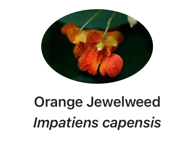 Jewelweed Soap