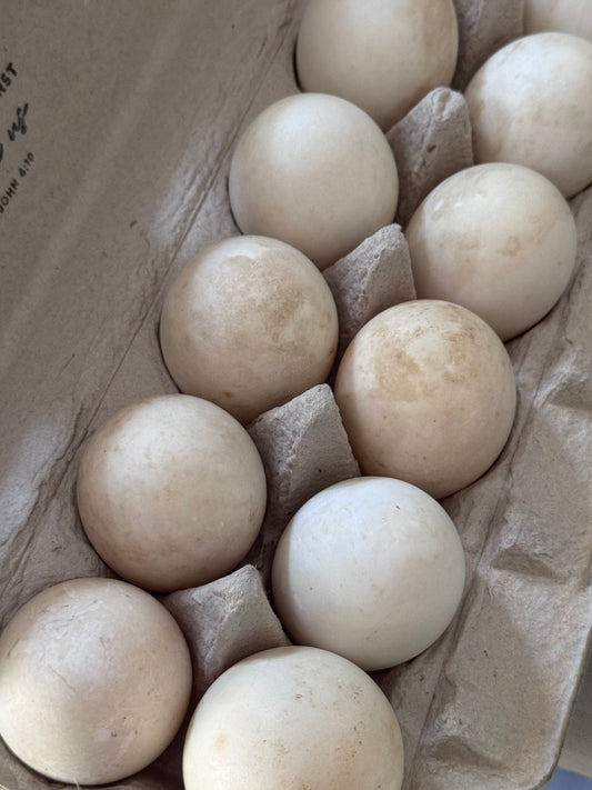 Duck Eating Eggs