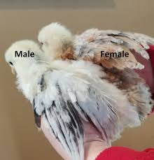 Salmon Faverolles Day Old Chick