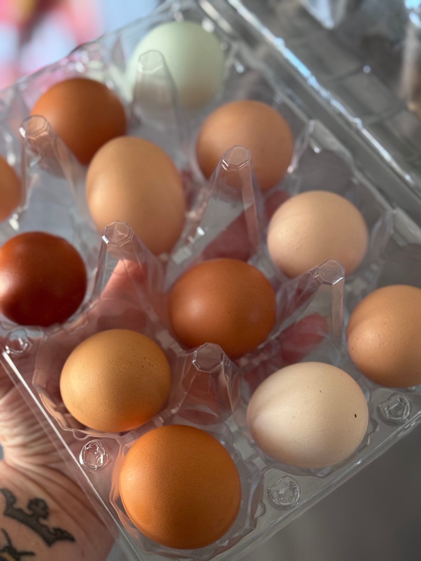 Chicken Rainbow Eating Eggs